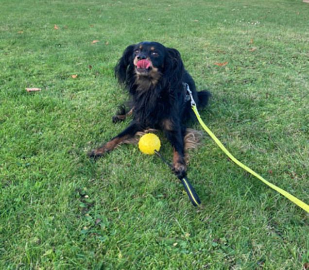 Spielender Hund Spielender Hund