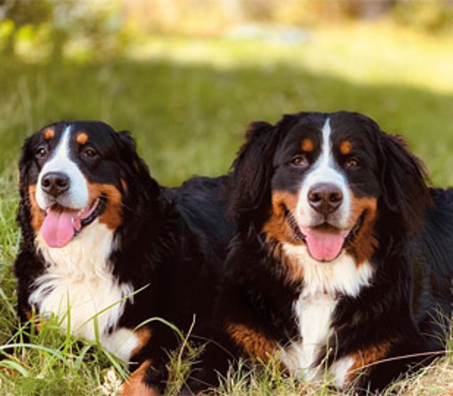 Berner Sennenhunde