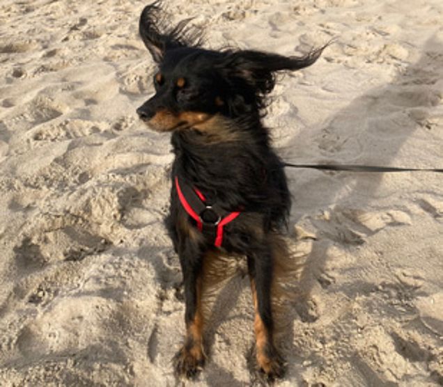 Russischer Toy Terrier Russischer Toy Terrier